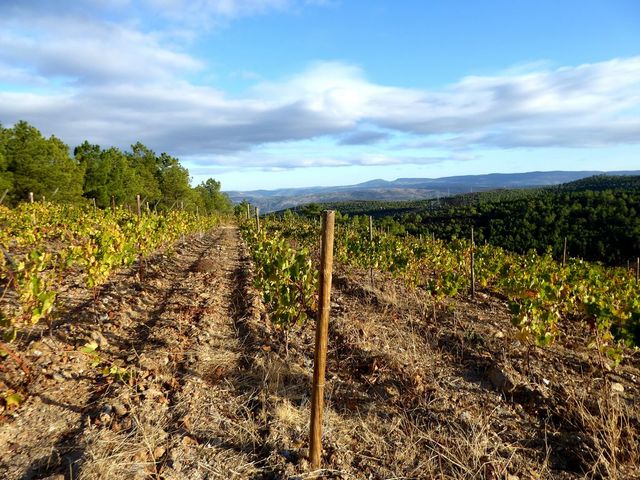 Quinta - Samões, Vila Flor, Bragança - Imagem grande