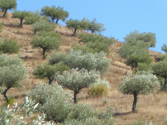 Quinta - Barca D´Alva, Figueira de Castelo Rodrigo, Guarda - Imagem grande