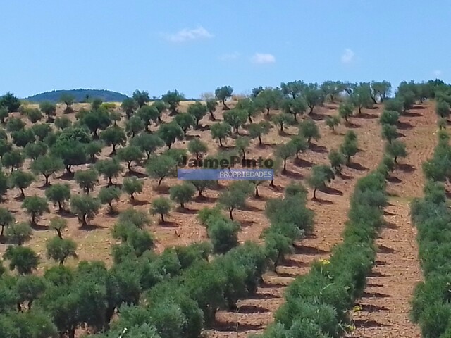 Quinta - Pinhel, Pinhel, Guarda - Imagem grande