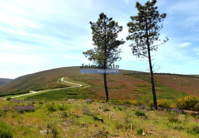 Terreno Rstico - Provesende, Sabrosa, Vila Real - Imagem grande