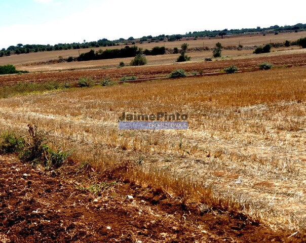 Terreno R�stico - Figueira de Castelo Rodrigo, Figueira de Castelo Rodrigo, Guarda - Imagem grande