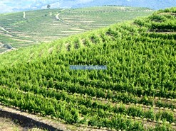 Quinta - S�o Jo�o da Pesqueira, S�o Jo�o da Pesqueira, Viseu