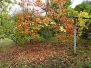 Quinta - Bai�o, Bai�o, Porto - Miniatura: 4/7