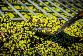 Pr�dio - Vila Nova de Foz C�a, Vila Nova de Foz C�a, Guarda - Miniatura: 2/9