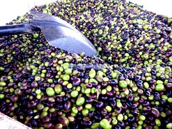 Pr�dio - Vila Nova de Foz C�a, Vila Nova de Foz C�a, Guarda - Miniatura: 8/9