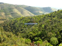 Terreno Rstico - Provesende, Sabrosa, Vila Real - Miniatura: 3/7