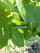 Quinta - S�o Jo�o da Pesqueira, S�o Jo�o da Pesqueira, Viseu - Miniatura: 1/9