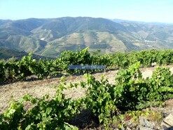 Quinta - S�o Jo�o da Pesqueira, S�o Jo�o da Pesqueira, Viseu - Miniatura: 2/9