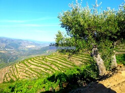 Quinta - S�o Jo�o da Pesqueira, S�o Jo�o da Pesqueira, Viseu - Miniatura: 3/9