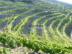 Quinta - S�o Jo�o da Pesqueira, S�o Jo�o da Pesqueira, Viseu - Miniatura: 4/9