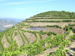 Quinta - S�o Jo�o da Pesqueira, S�o Jo�o da Pesqueira, Viseu - Miniatura: 5/9