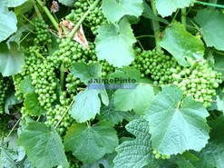 Quinta - S�o Jo�o da Pesqueira, S�o Jo�o da Pesqueira, Viseu - Miniatura: 6/9