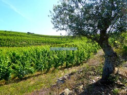 Quinta - S�o Jo�o da Pesqueira, S�o Jo�o da Pesqueira, Viseu - Miniatura: 7/9