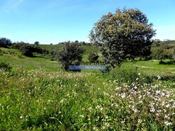 Terreno R�stico - Almod�var, Almod�var, Beja - Miniatura: 9/9
