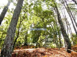 Terreno R�stico - Bai�o, Bai�o, Porto - Miniatura: 5/9