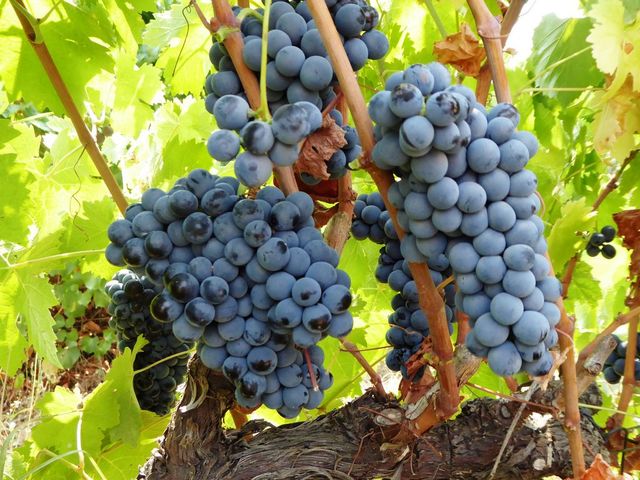 Quinta - Fortios, Portalegre, Portalegre - Imagem grande