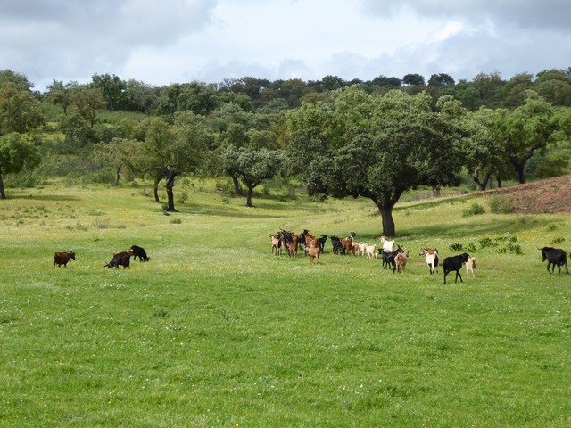 Quinta T4 - Portel, Portel, vora - Imagem grande