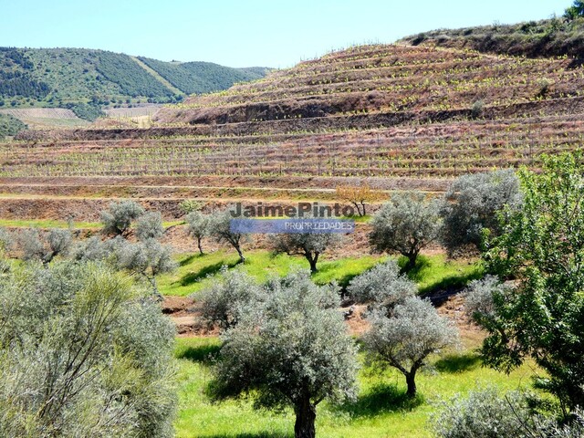Quinta - Vila Nova de Foz Ca, Vila Nova de Foz Ca, Guarda - Imagem grande
