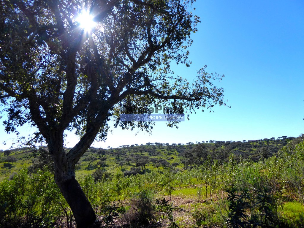 Quinta - Amieira, Portel, �vora