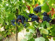 Quinta - Fortios, Portalegre, Portalegre - Miniatura: 1/7