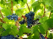 Quinta - Fortios, Portalegre, Portalegre - Miniatura: 2/7