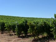 Quinta - Fortios, Portalegre, Portalegre - Miniatura: 3/7