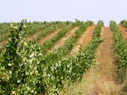 Quinta - Fortios, Portalegre, Portalegre - Miniatura: 4/7