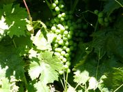 Quinta - Fortios, Portalegre, Portalegre - Miniatura: 6/7