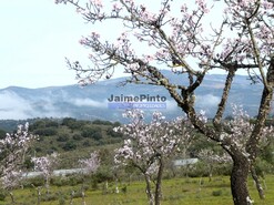 Terreno Rstico - Alfadega da F, Alfndega da F, Bragana - Miniatura: 2/9