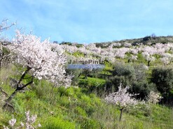 Terreno Rstico - Alfadega da F, Alfndega da F, Bragana - Miniatura: 5/9