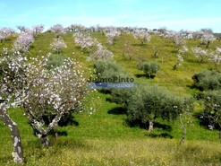 Terreno Rstico - Alfadega da F, Alfndega da F, Bragana - Miniatura: 6/9