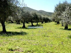 Quinta - Vila Nova de Foz Ca, Vila Nova de Foz Ca, Guarda - Miniatura: 3/9