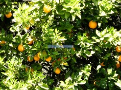 Quinta - Vila Nova de Foz Ca, Vila Nova de Foz Ca, Guarda - Miniatura: 4/9