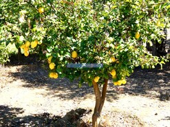 Quinta - Vila Nova de Foz Ca, Vila Nova de Foz Ca, Guarda - Miniatura: 5/9