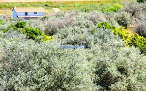 Quinta - Vila Nova de Foz Ca, Vila Nova de Foz Ca, Guarda - Miniatura: 6/9