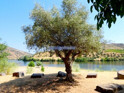 Quinta - Vila Nova de Foz Ca, Vila Nova de Foz Ca, Guarda - Miniatura: 8/9