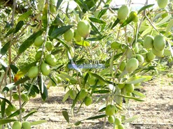 Quinta - Barca D�Alva, Figueira de Castelo Rodrigo, Guarda - Miniatura: 2/9