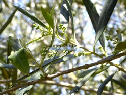 Quinta - Barca D�Alva, Figueira de Castelo Rodrigo, Guarda - Miniatura: 6/9