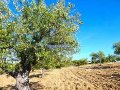 Quinta - Barca D�Alva, Figueira de Castelo Rodrigo, Guarda - Miniatura: 7/9