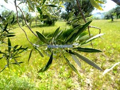 Quinta - Barca D�Alva, Figueira de Castelo Rodrigo, Guarda - Miniatura: 8/9