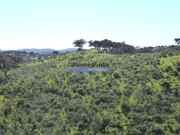 Quinta T4 - Amieira, Portel, Évora - Miniatura: 3/9