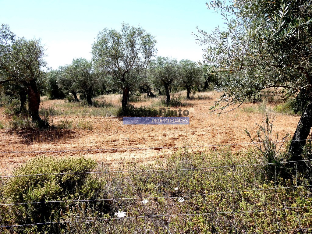 Terreno R�stico - Alqueva, Portel, �vora - Miniatura: 2/5