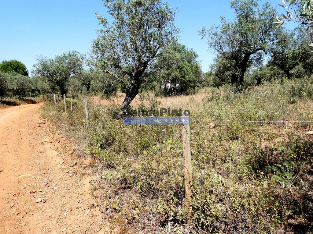 Terreno R�stico - Alqueva, Portel, �vora - Miniatura: 3/5