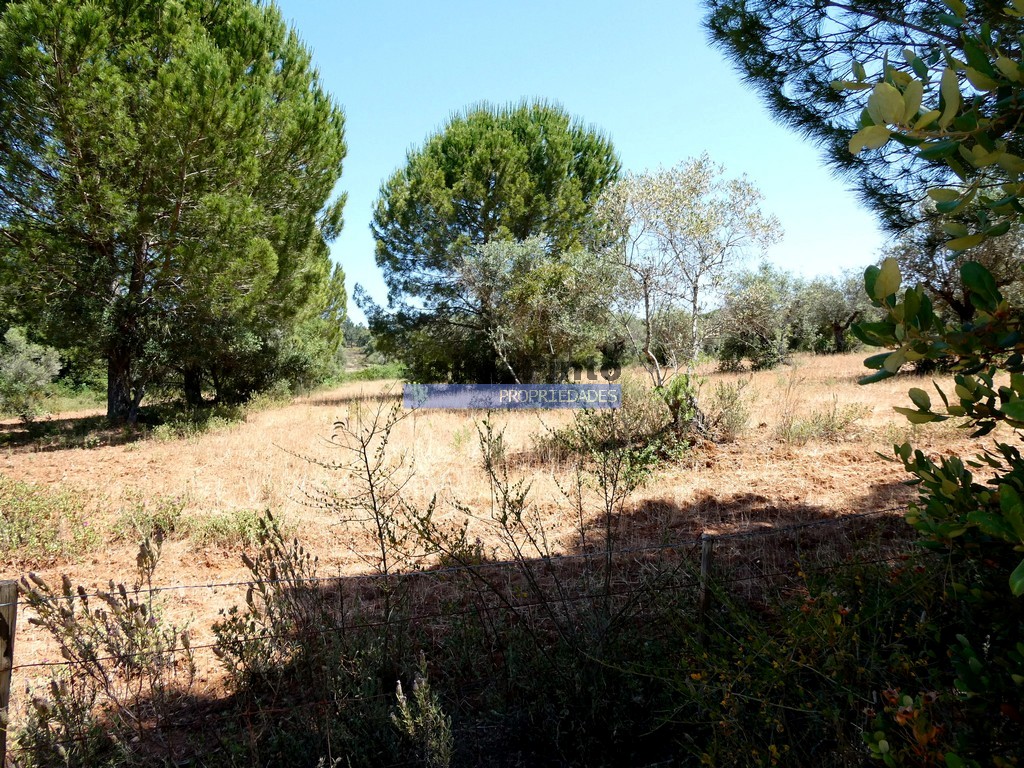 Terreno R�stico - Alqueva, Portel, �vora - Miniatura: 4/5