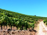 Terreno R�stico - Pinh�o, Alij�, Vila Real