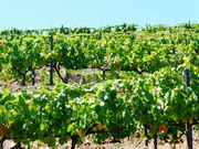 Terreno R�stico - Pinh�o, Alij�, Vila Real - Miniatura: 2/5