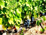 Terreno R�stico - Pinh�o, Alij�, Vila Real - Miniatura: 3/5