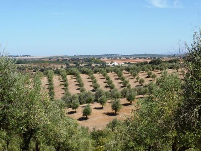 Terreno R�stico - Avis, Avis, Portalegre - Imagem grande
