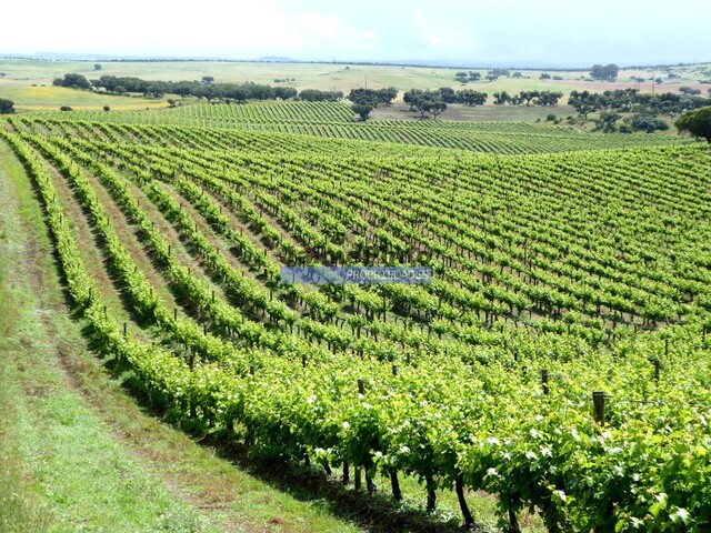 Quinta - Terrugem, Elvas, Portalegre - Imagem grande