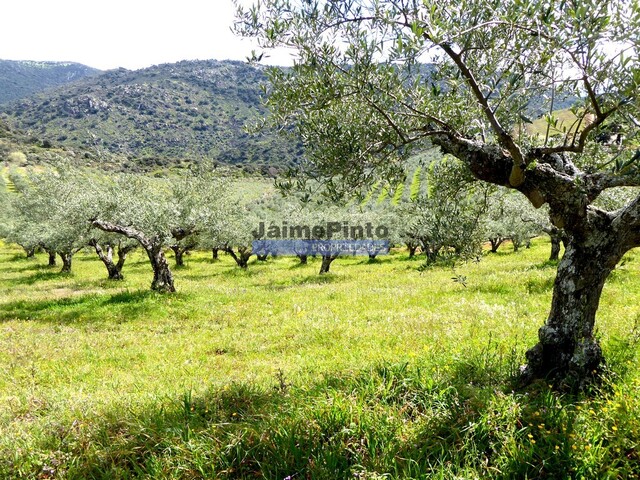 Quinta - Vila Nova de Foz C�a, Vila Nova de Foz C�a, Guarda - Imagem grande